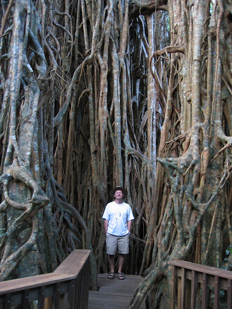 129 Cathedral Fig Tree.jpg